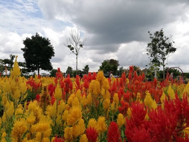 mengunjungi taman bunga impian okura pekanbaru