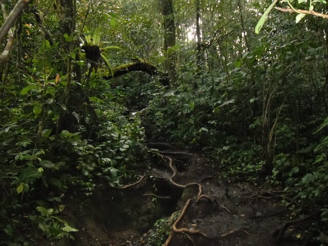 jalur akar gunung kerinci